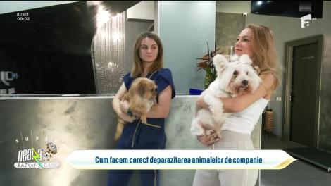Super Neatza, 28 septembrie 2023. Cum se face corect deparazitarea animalelor de companie
