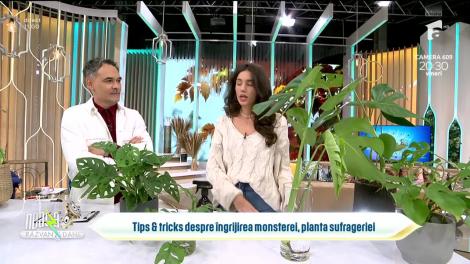 Super Neatza, 3 octombrie 2023. Sfaturi despre îngrjirea monsterei, planta sufrageriei