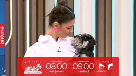 Super Neatza, 31 octombrie 2023. Cei mai simpatici câini din rasa Schnauzer Pitic