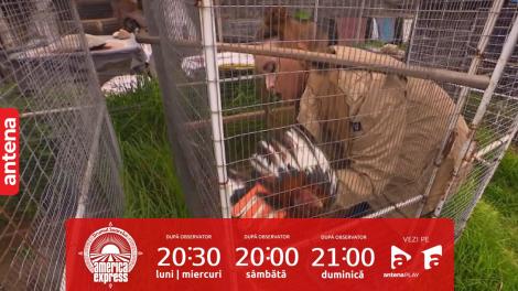 America Express, 18 noiembrie 2023. Cum a reacționat Iulia Albu când a prins cocoșul de luptă! Mike s-a uitat contrariat la tot