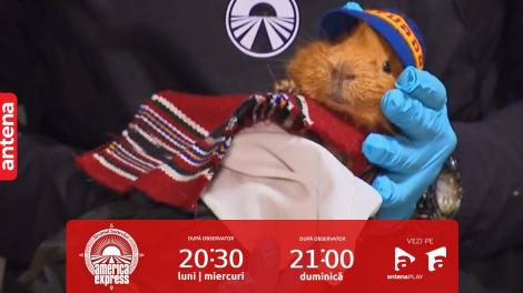 America Express, 22 noiembrie 2023. Concurenții, nevoiți să îmbrace porcușori de Guineea! Cum s-au descurcat