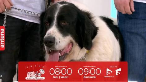 Super Neatza, 1 decembrie 2023. Cei mai frumoși Ciobănești Românești de Bucovina