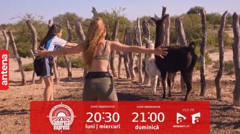 America Express, 11 decembrie 2023. Cum a decurs întâlnirea Alexiei Eram cu alpacale. Sânziana Negru a fost surprinsă când a văzut ce face colega ei