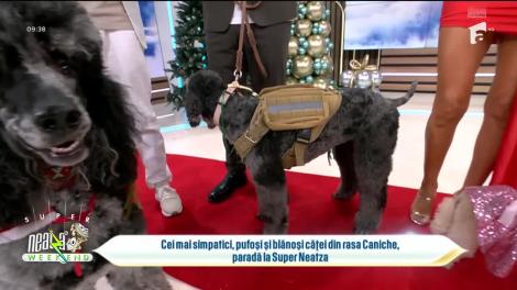Neatza de Weekend, 31 decembrie 2023. Cei mai simpatici căței din rasa Caniche