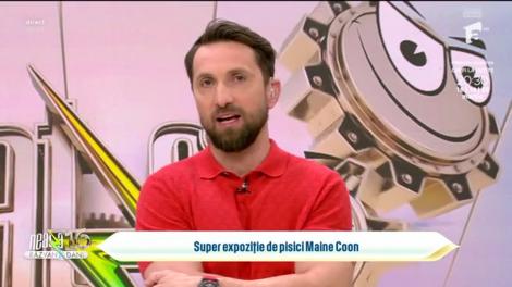 Super Neatza, 5 martie 2024. De ce este important să sterilizezi pisica