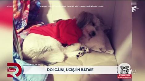 În direct cu România, 22 aprilie 2025. Căței uciși de un tată supărat