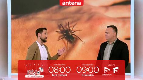 Super Neatza, 28 mai 2025. Cum recunoaştem muşcătura de păianjen şi ce tratamente există