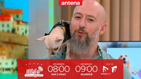 Super Neatza, 3 iulie 2025. Cum să îngrijești câinii de talie mică vara