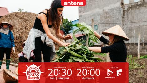 Asia Express, 29 septembrie 2025. Cum s-au descurcat echipele la plantația de tutun