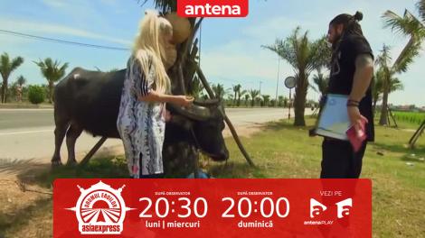 Asia Express, 19 octombrie 2025. Poza cu bivolul! Cât de greu le-a fost concurenților să facă misiunea