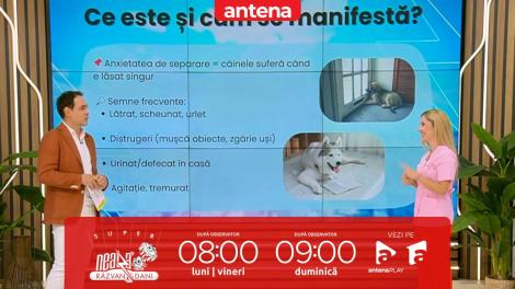 Super Neatza, 21 octombrie 2025. Cum recunoști anxietatea de separare la câini