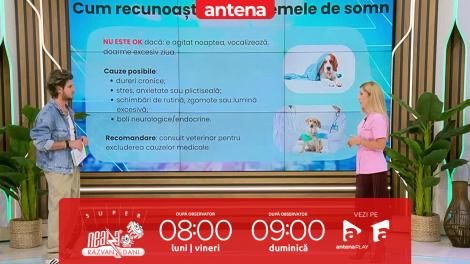 Super Neatza, 28 octombrie 2025. Cum arată un somn normal pentru câini şi pisici
