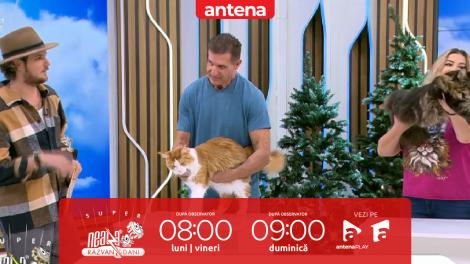 Super Neatza, 5 noiembrie 2025. Cele mai frumoase pisici din rasa Maine Coon din România