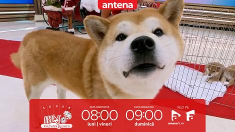 Super Neatza, 3 decembrie 2025. Ghid complet de îngrijire a rasei de câini Shiba Inu