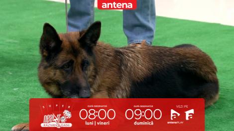 Super Neatza, 14 ianuarie 2026. Cum &icirc;ngrijim corect c&acirc;inii din rasa Ciobănesc German