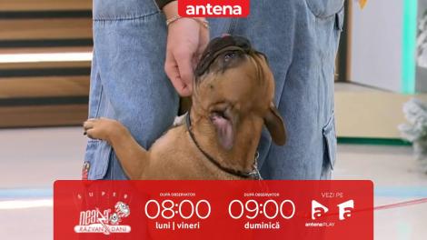 Super Neatza, 11 februarie 2026. Bulldogul Francez: nevoi speciale și &icirc;ngrijire corectă