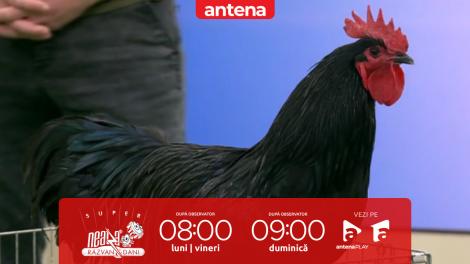 Super Neatza, 11 martie 2026. Găinile din rasa Araucana și Australorp, prezentate &icirc;n platoul matinalului