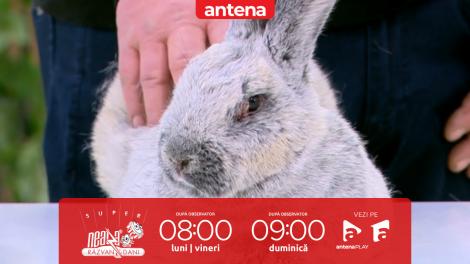 Cei mai simpatici și pufoși iepuri au venit la Super Neatza