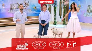 Super Neatza. Sfaturi de îngrijire a rasei Dalmațian. Ce nevoi specifice are