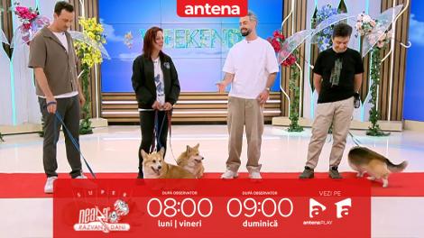 Neatza de Weekend. Totul despre Corgi. Secretele &icirc;ngrijirii unei rase regale