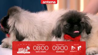 Super Neatza. Cum îngrijim corect câinii din rasa Pechinez
