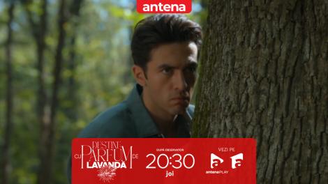 Destine cu parfum de lavandă | Episodul 11. Panică și suspans! Nimeni nu știe unde este Cristi