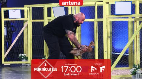 Furnicuțele 2026. Provocare total neașteptată! Cătălin Zmărăndescu aleargă după găini și rațe