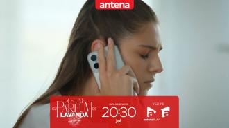 Destine cu parfum de lavandă | Episodul 15. Albert vrea să reia legătura cu Maria