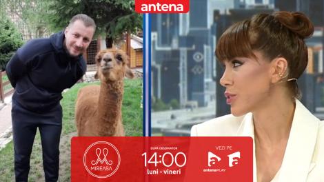 Furnicuțele 2026. Cum a ajuns Marian Godină să aibă o alpaca ca animal de companie