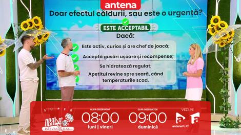 Super Neatza. De ce animalele de companie refuză să măn&acirc;nce c&acirc;nd este foarte cald