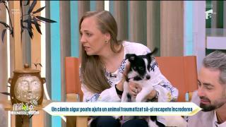 Super Neatza. Ce trebuie să ştii dacă vrei să adopți un animal de companie