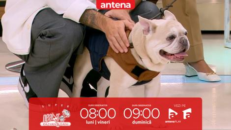 Super Neatza. Cum ne protejăm animalele de companie de frig. Sfaturile medicului veterinar