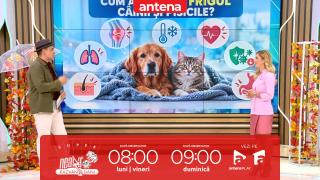 Super Neatza. Semnele care îți arată că animalului tău îi este frig!