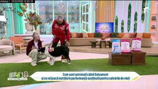 Câinii Salvamont și ROYAL CANIN®, împreună pentru viețile salvate pe munte
