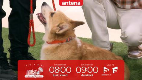 Super Neatza. Welsh Corgi Pembroke, un c&acirc;ine inteligent și energic, potrivit pentru dresaj sportiv