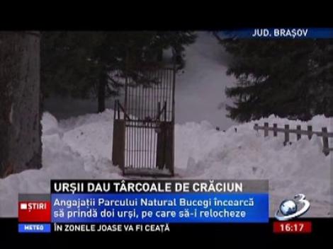 Urşii înfometaţi din Braşov devastează tomberoanele pensiunilor