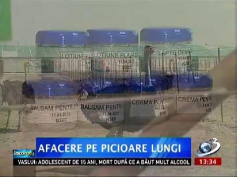 Cea mai mare fermă de struţi din România