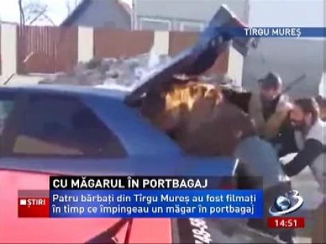 4 bărbaţi au îndesat la propriu, un măgar în portbagaj