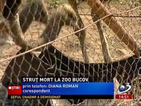 Un struţ a fost găsit mort în parcul zoologic de la Bucov. Animalul ar fi suferit un infarct