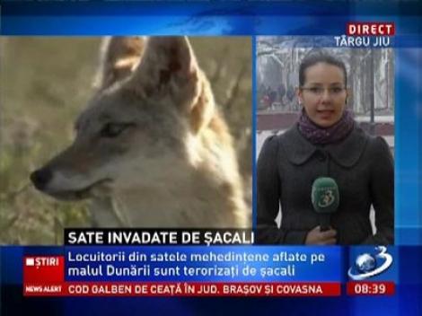 Săteni terorizaţi de şacali în satele mehedinţene