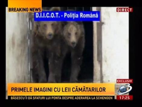 Exclusiv! Imagini cu animalele sălbatice ale fraţilor Cămătaru