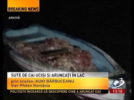 Kuki Bărbuceanu, despre sutele de cai care au fost aruncați într-o răpă din Galați