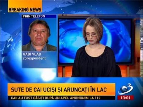 Galați. Sute de cai uciși și aruncați într-o râpă de la marginea orașului