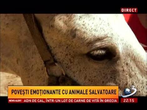 Sinteza Zilei: Poveşti emoţionante cu animale salvatoare