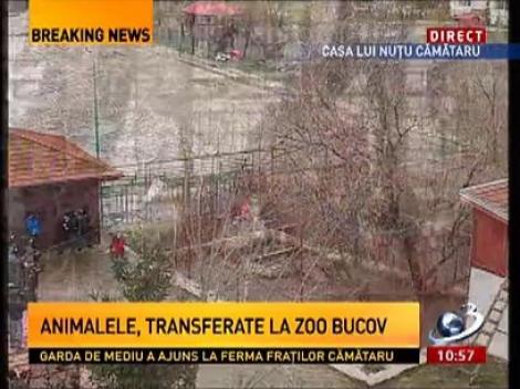 Garda de Mediu ridică animalele Cămătarilor. Leoiaca este gestantă, iar unul dintre urşi are o infecţie