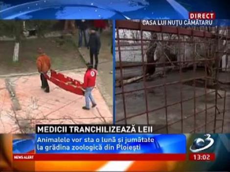 Cum a reuşit Nuţu Cămătaru să facă rost de animale într-un mod ilegal! Ascultă aici declaraţiile apropiaţilor!