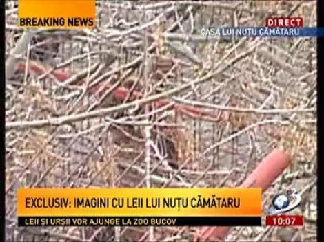 Leii Cămătarilor sunt tranchilizaţi după care vor fi duşi la grădina zoologică. Urmăreşte imagini live!