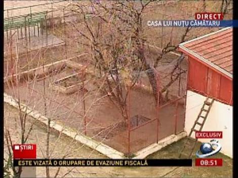 EXCLUSIV: Imagini cu leii lui Nuţu Cămătaru înainte să fie duşi la grădina zoologică din Ploieşti