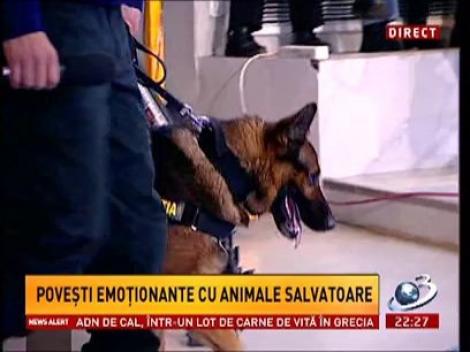 Sinteza Zilei: Dingo şi Rockey, câinii-eroi al Poliţiei Române