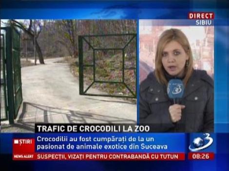 Trafic de crocodili la zoo Siubiu, cu crocodili